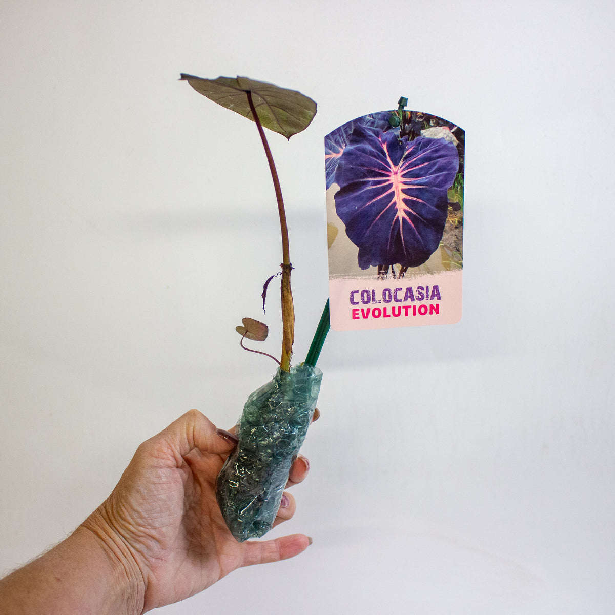 Colocasia Evolution 3cm H15cm