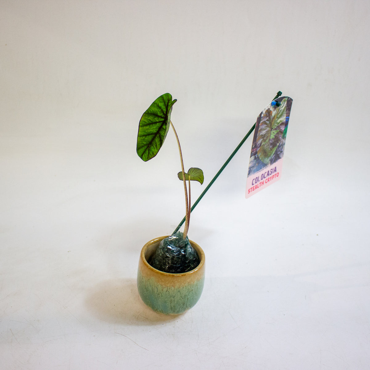Colocasia Stealth Crypto 3cm H15cm