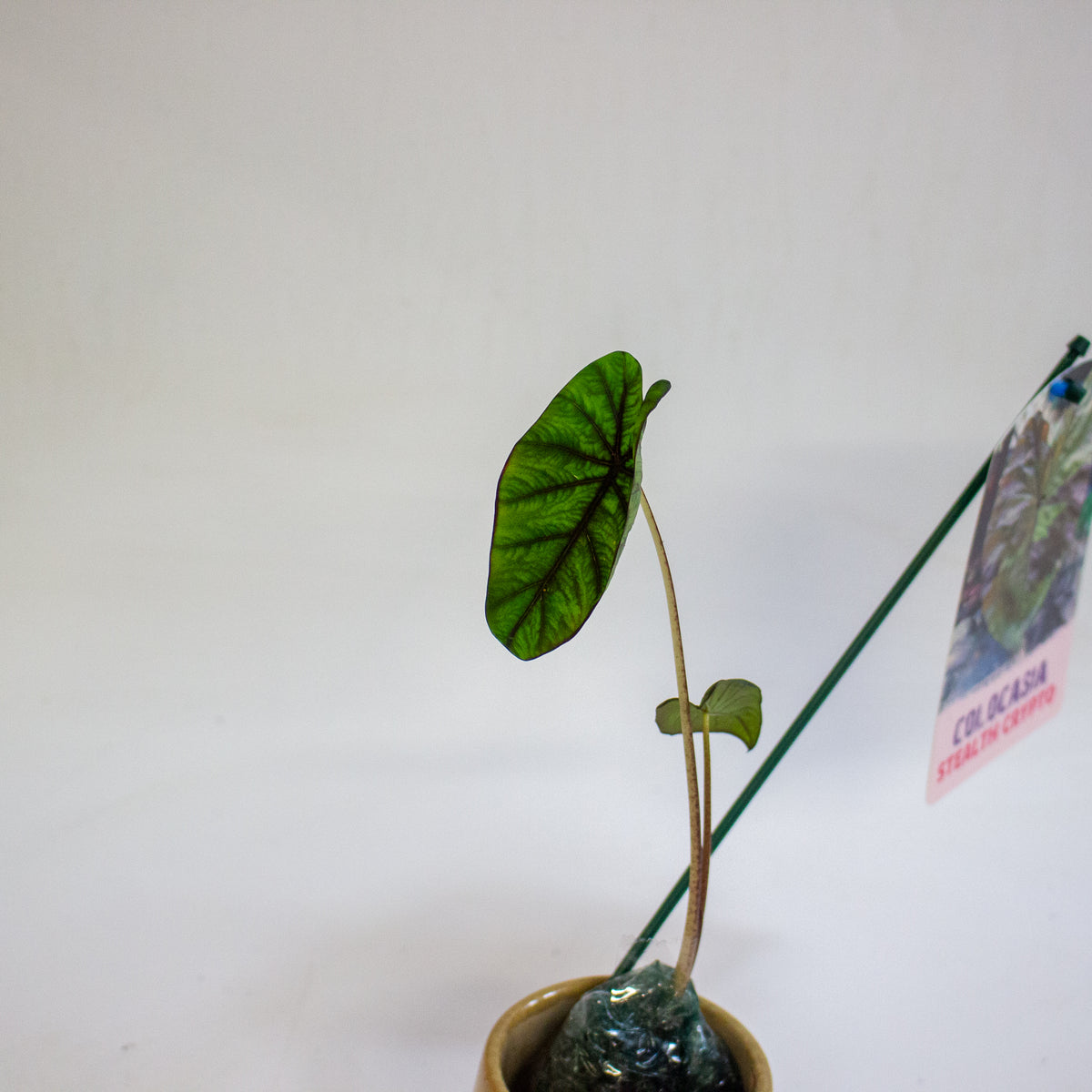 Colocasia Stealth Crypto 3cm H15cm