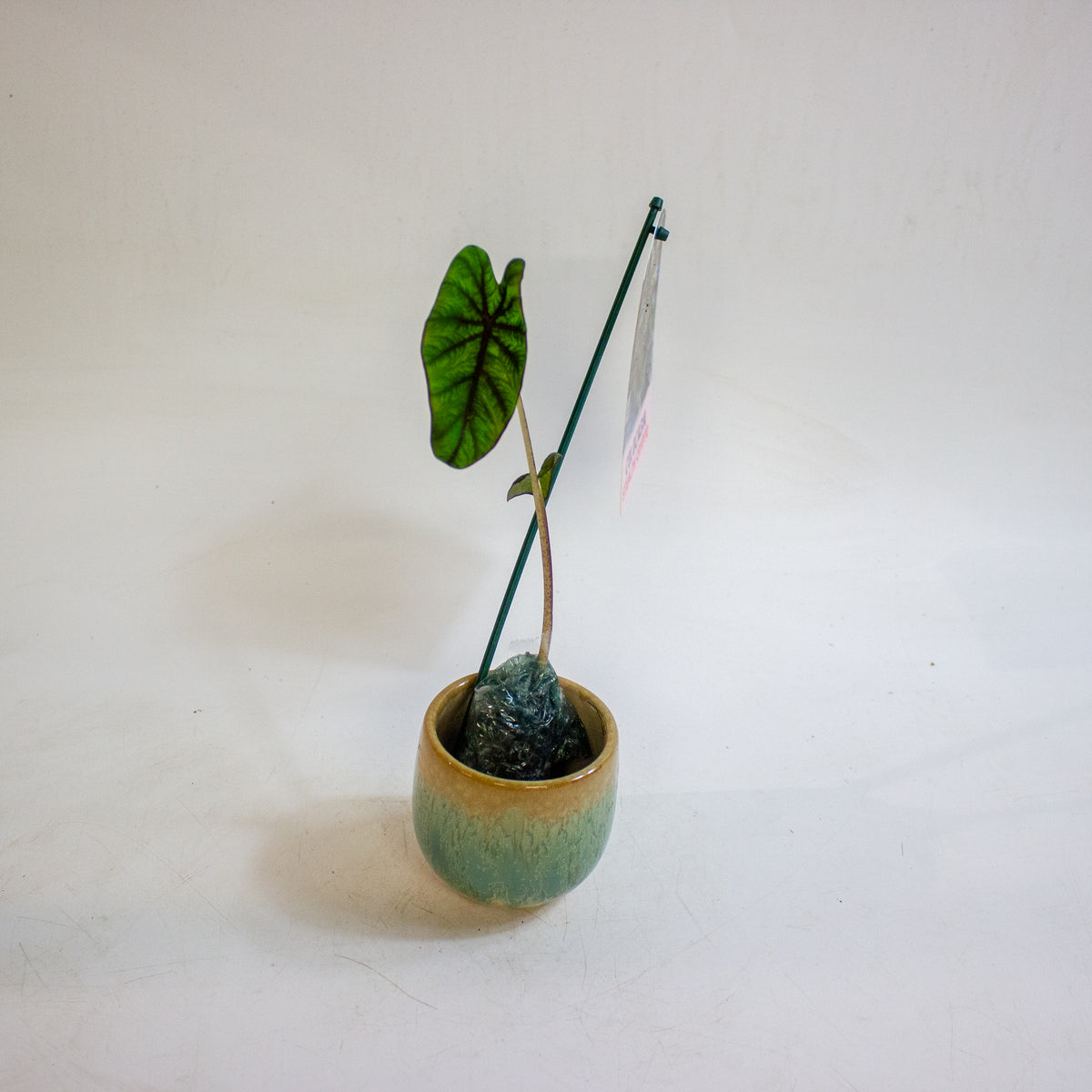 Colocasia Stealth Crypto 3cm H15cm