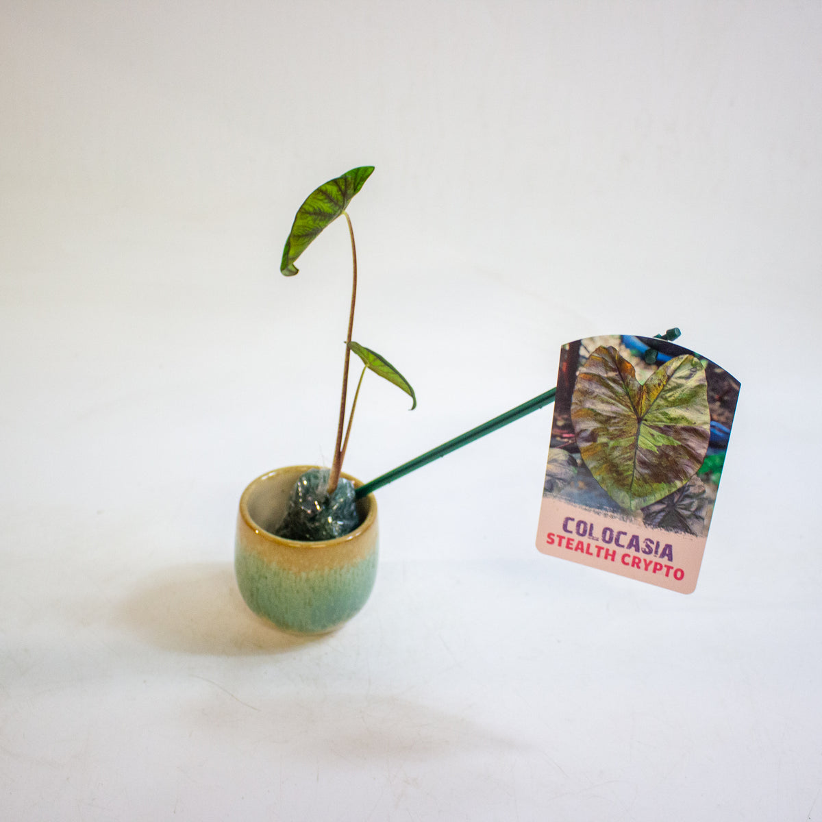 Colocasia Stealth Crypto 3cm H15cm