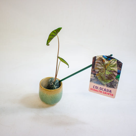 Colocasia Stealth Crypto 3cm H15cm