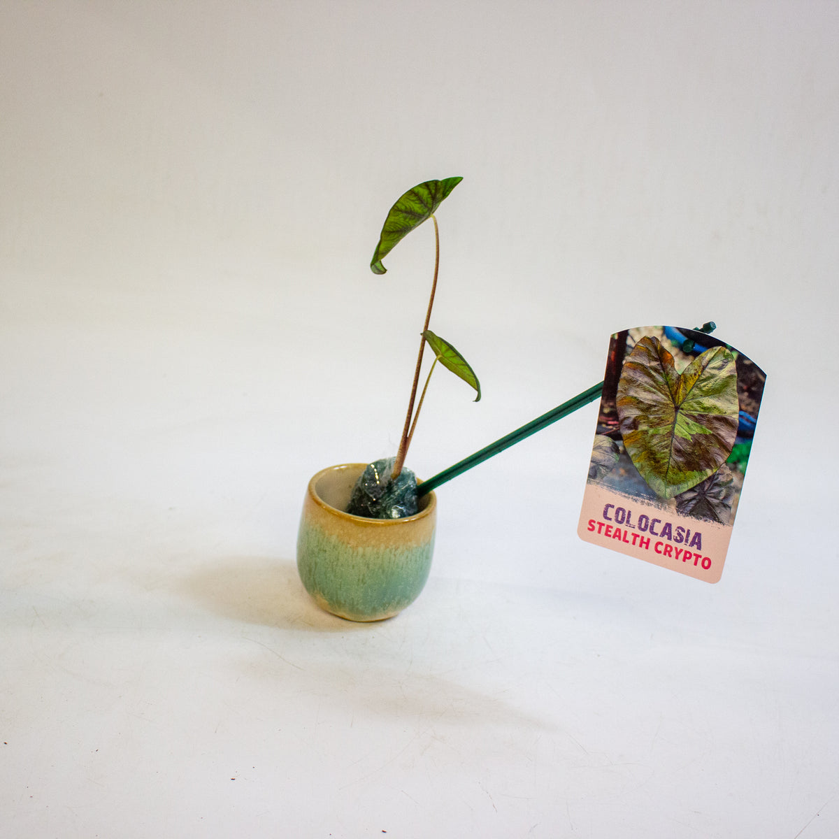Colocasia Stealth Crypto 3cm H15cm