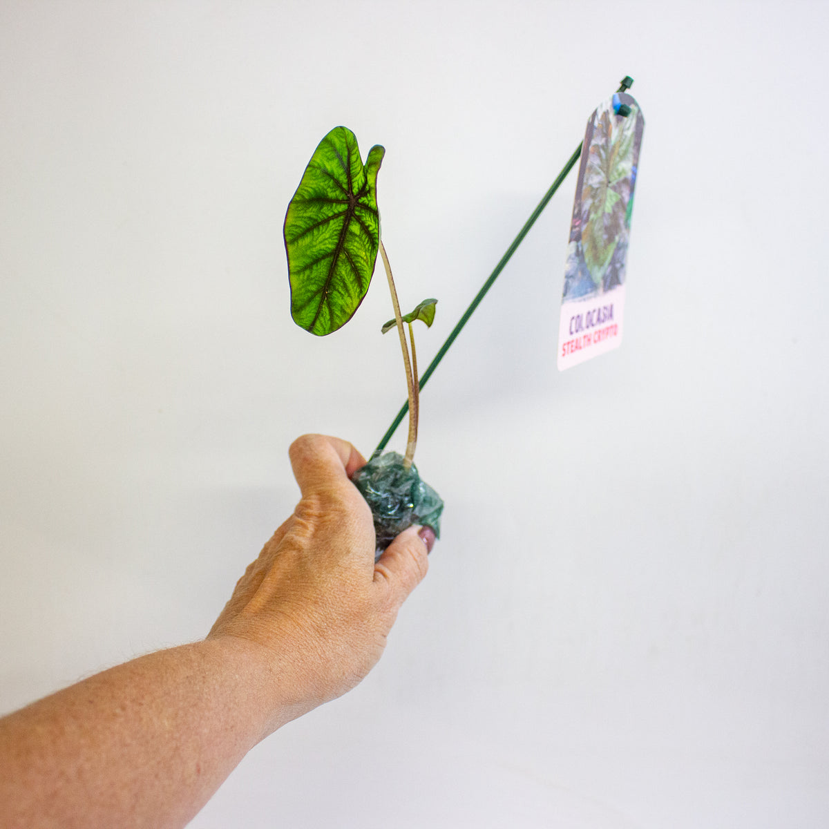 Colocasia Stealth Crypto 3cm H15cm