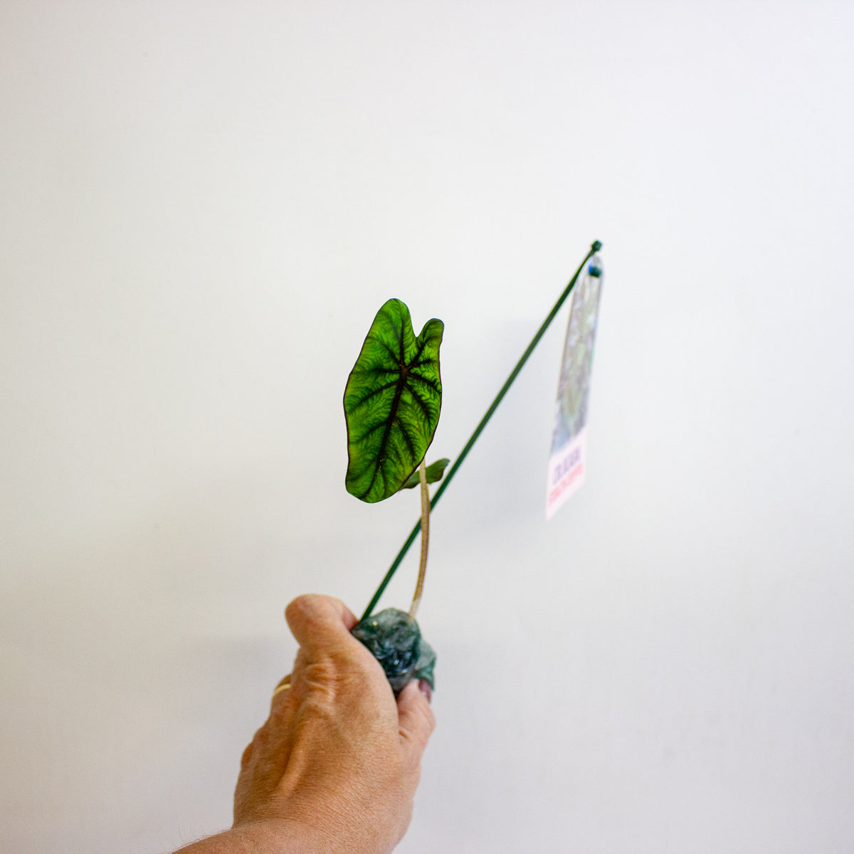 Colocasia Stealth Crypto 3cm H15cm