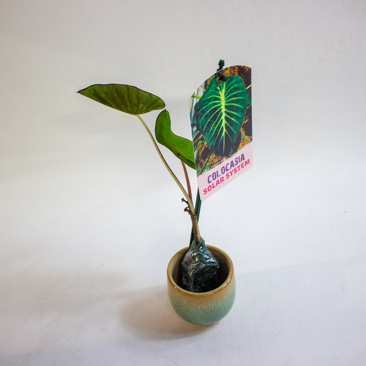 Colocasia Solar System 3cm H15cm