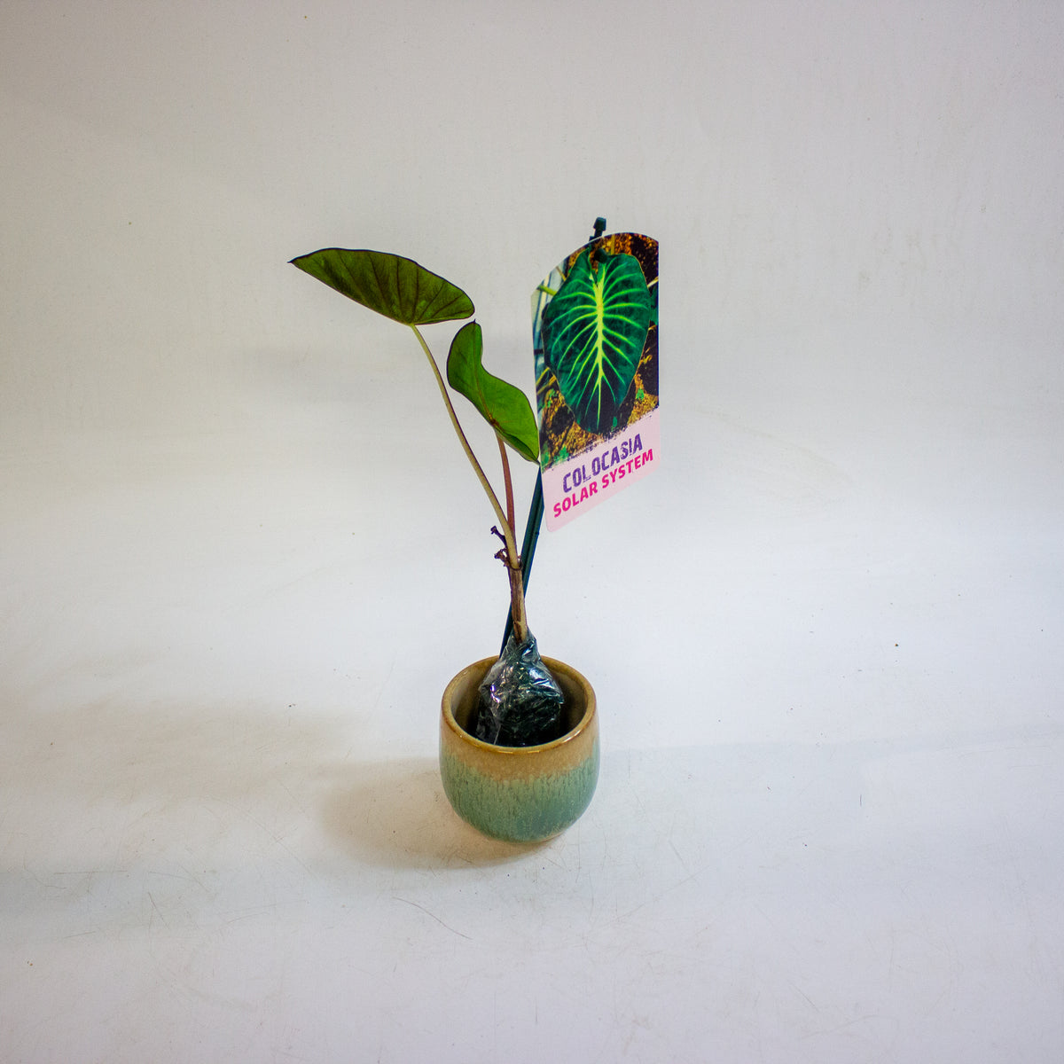 Colocasia Solar System 3cm H15cm