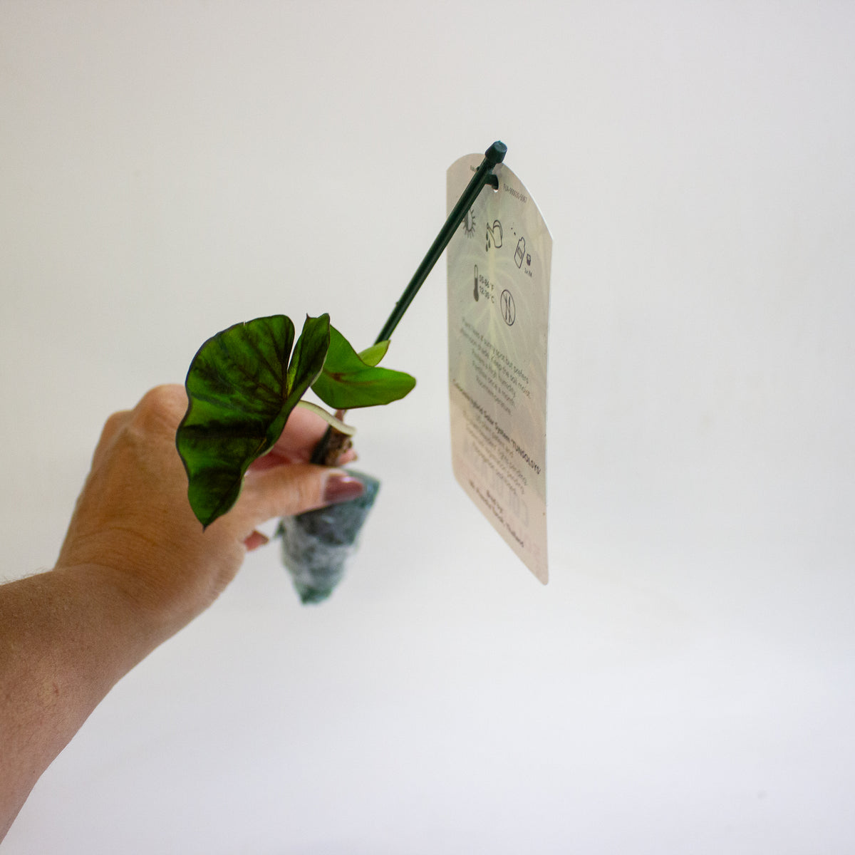 Colocasia Solar System 3cm H15cm