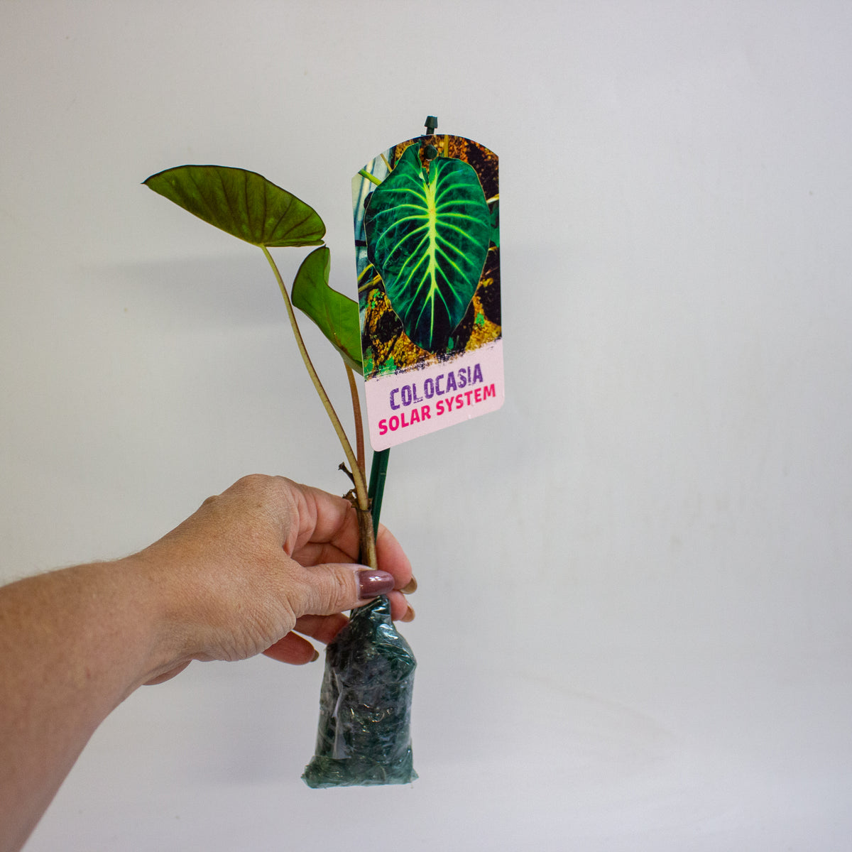 Colocasia Solar System 3cm H15cm