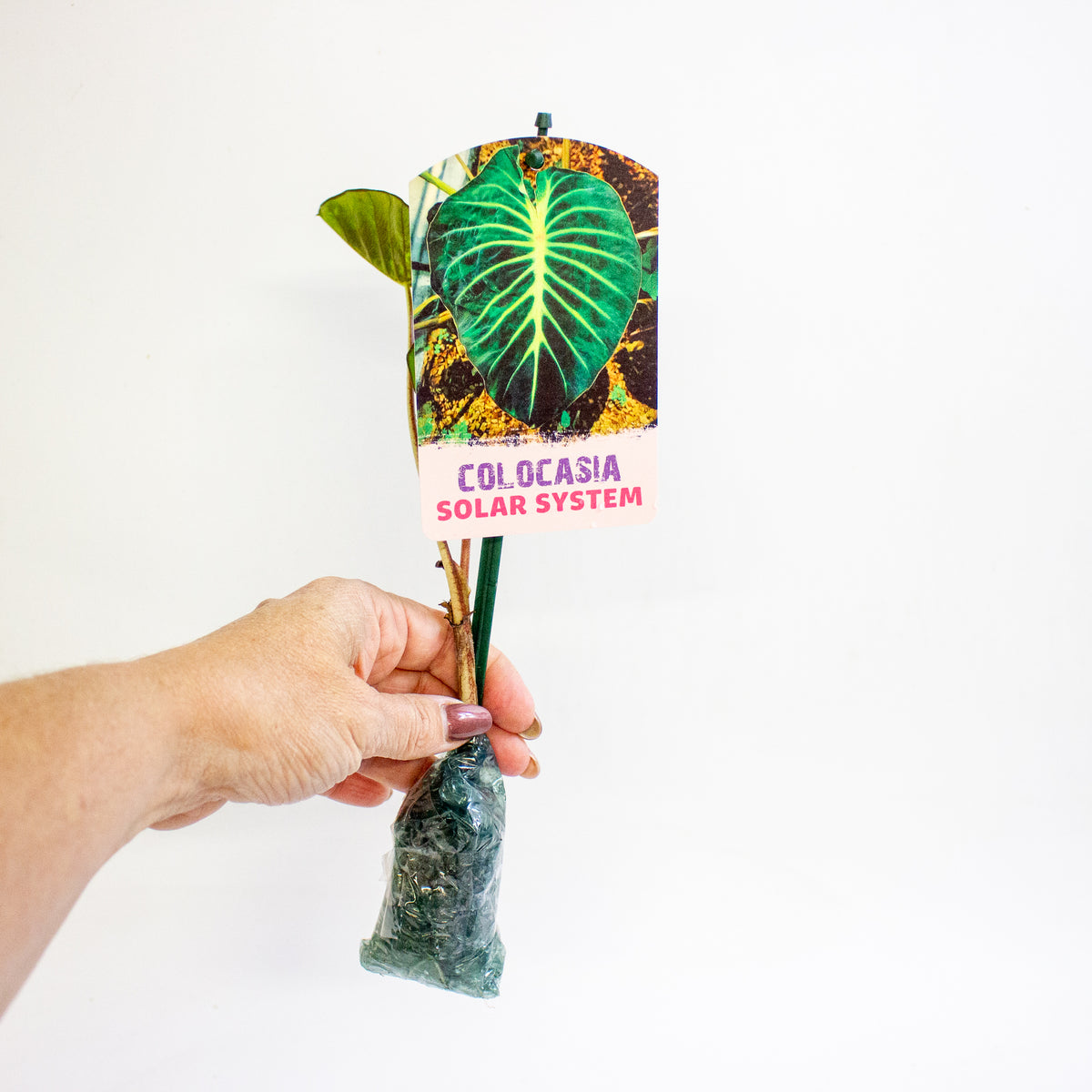 Colocasia Solar System 3cm H15cm
