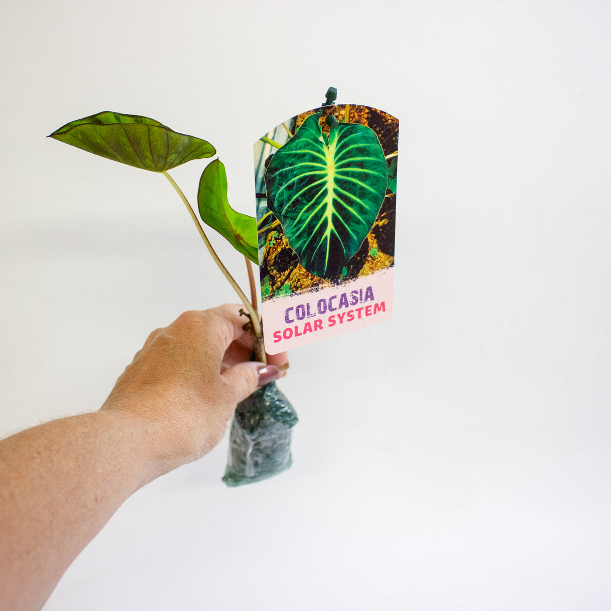 Colocasia Solar System 3cm H15cm