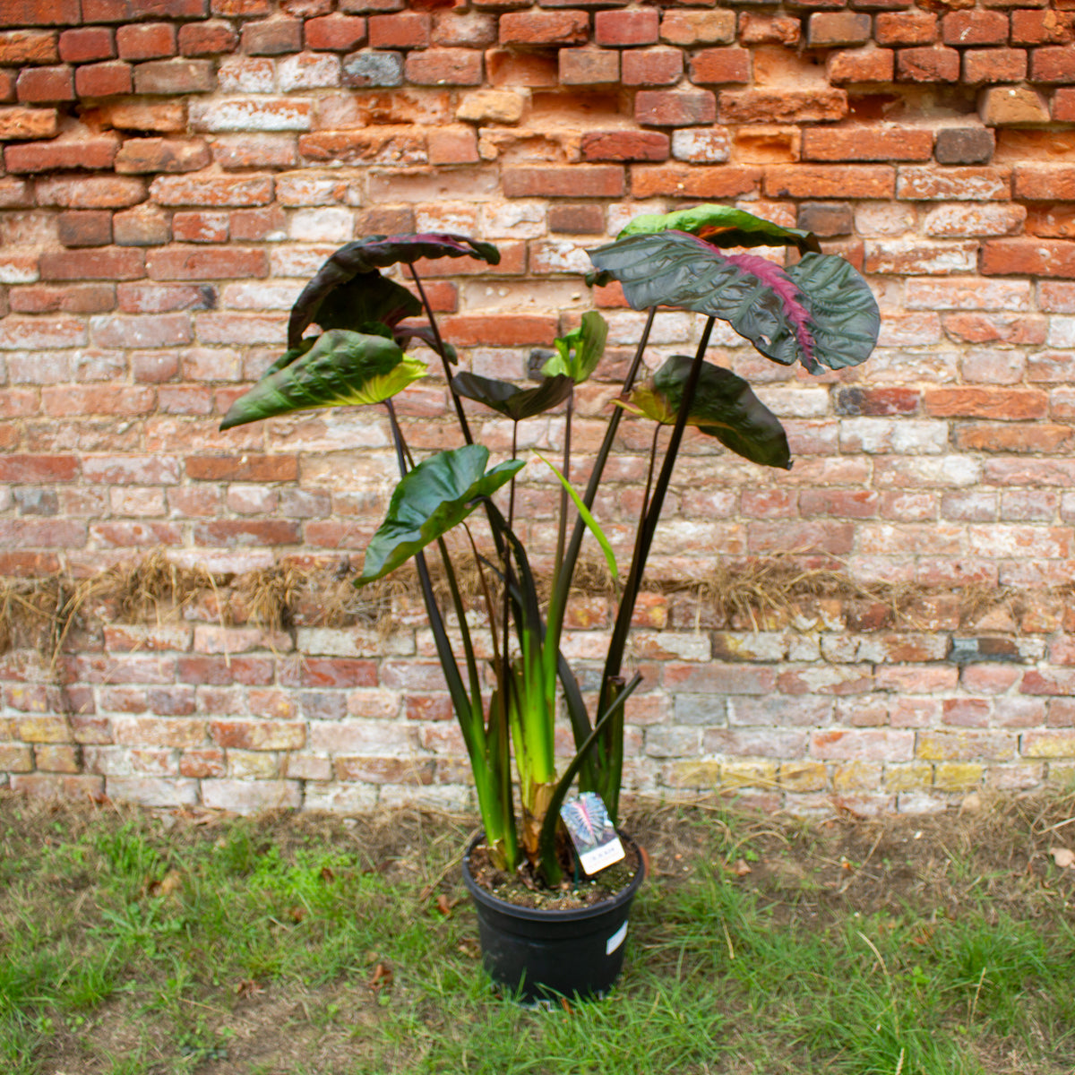 Colocasia Hybrid Black Panther 30cm H120 - 140cm