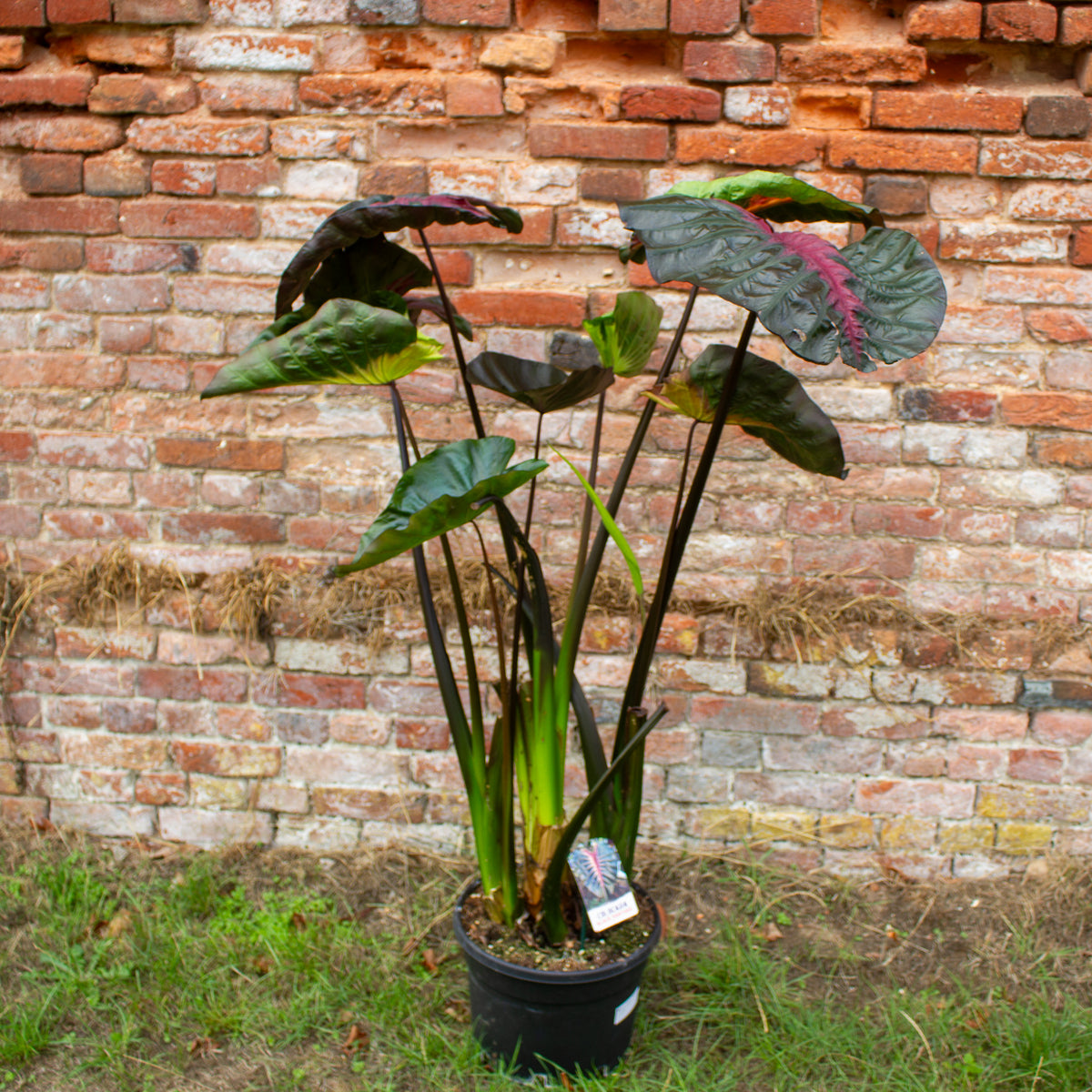 Colocasia Hybrid Black Panther 30cm H120 - 140cm