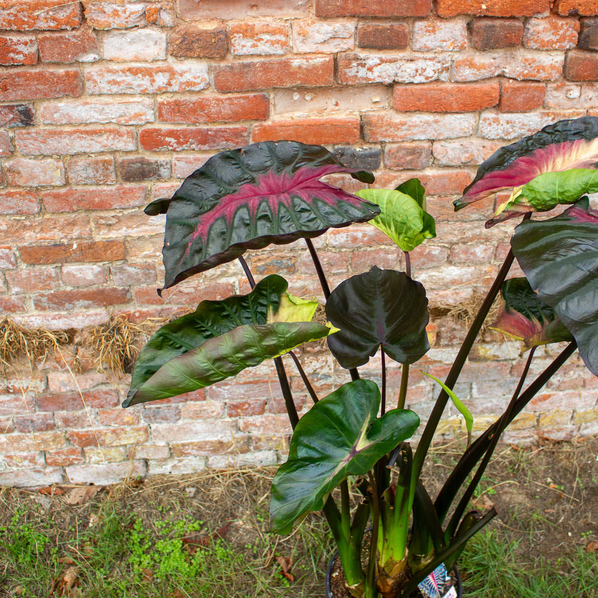 Colocasia Hybrid Black Panther 30cm H120 - 140cm