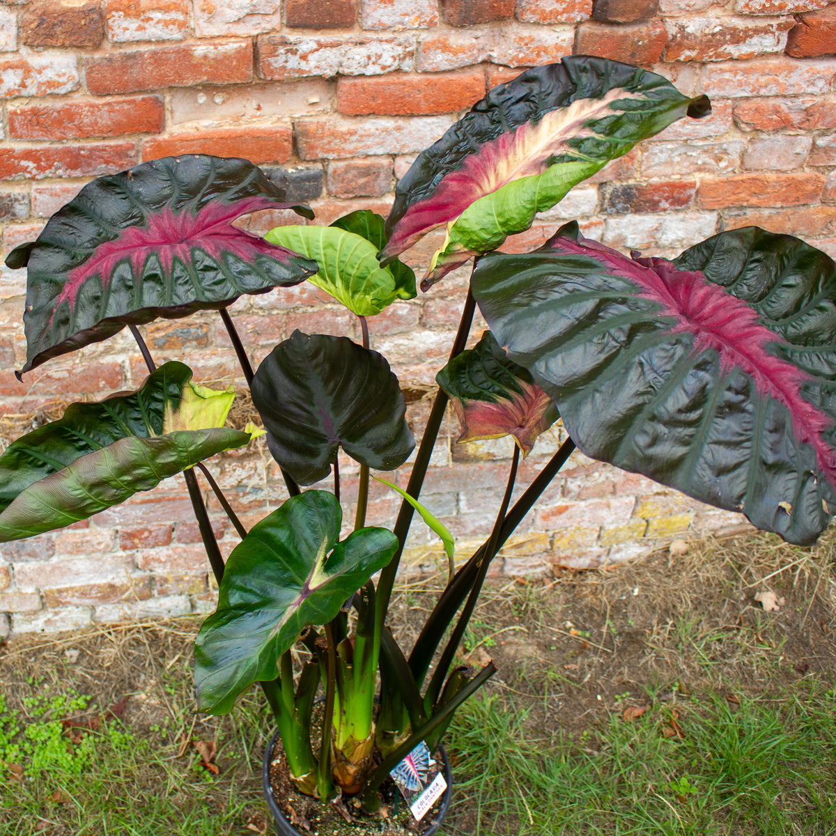 Colocasia Hybrid Black Panther 30cm H120 - 140cm