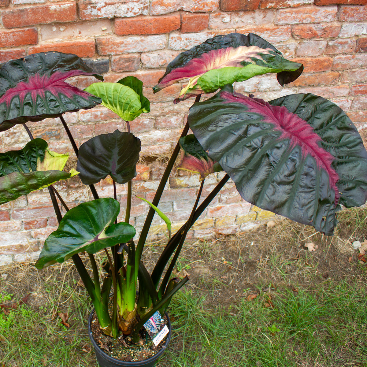 Colocasia Hybrid Black Panther 30cm H120 - 140cm