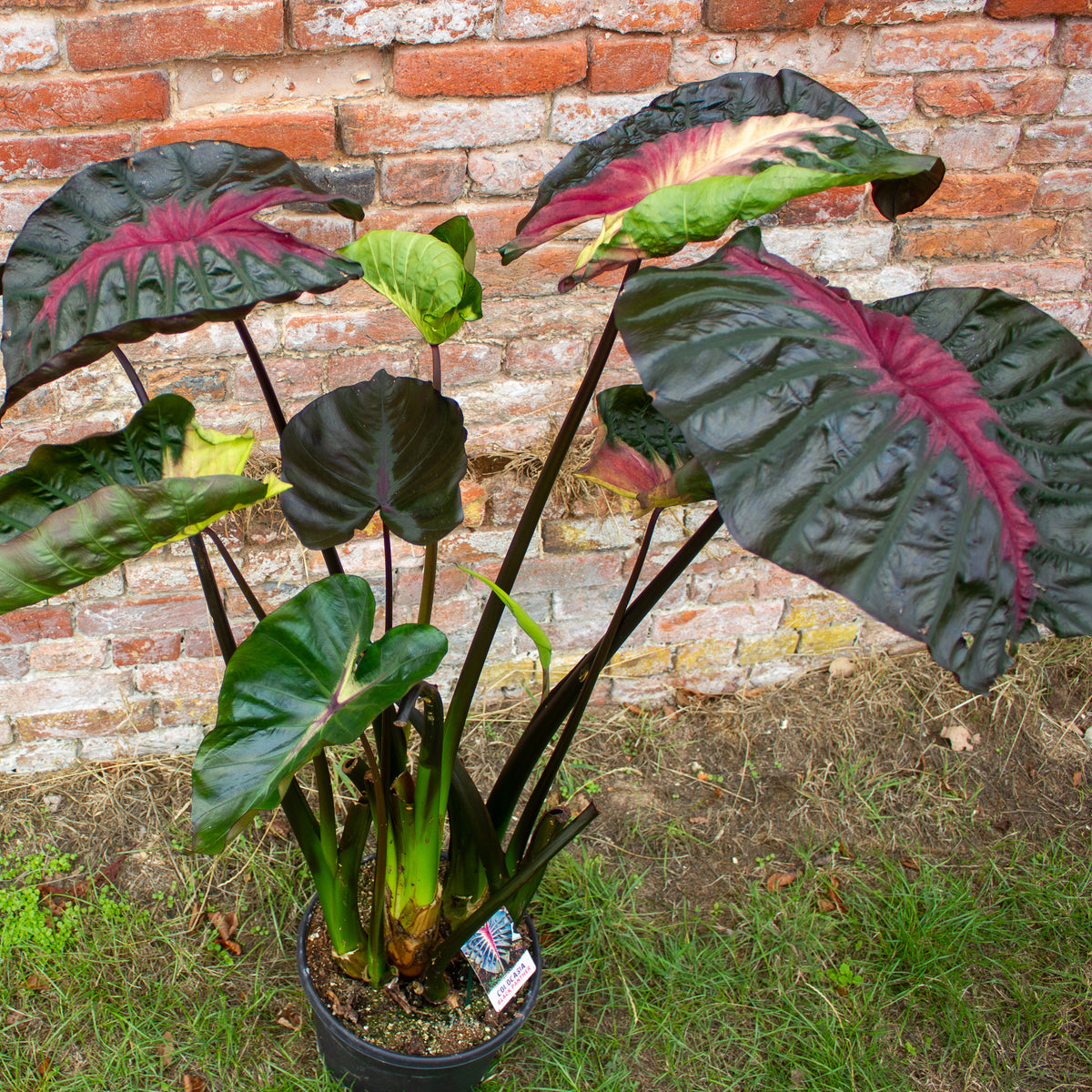 Colocasia Hybrid Black Panther 30cm H120 - 140cm