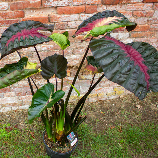 Colocasia Hybrid Black Panther 30cm H120 - 140cm