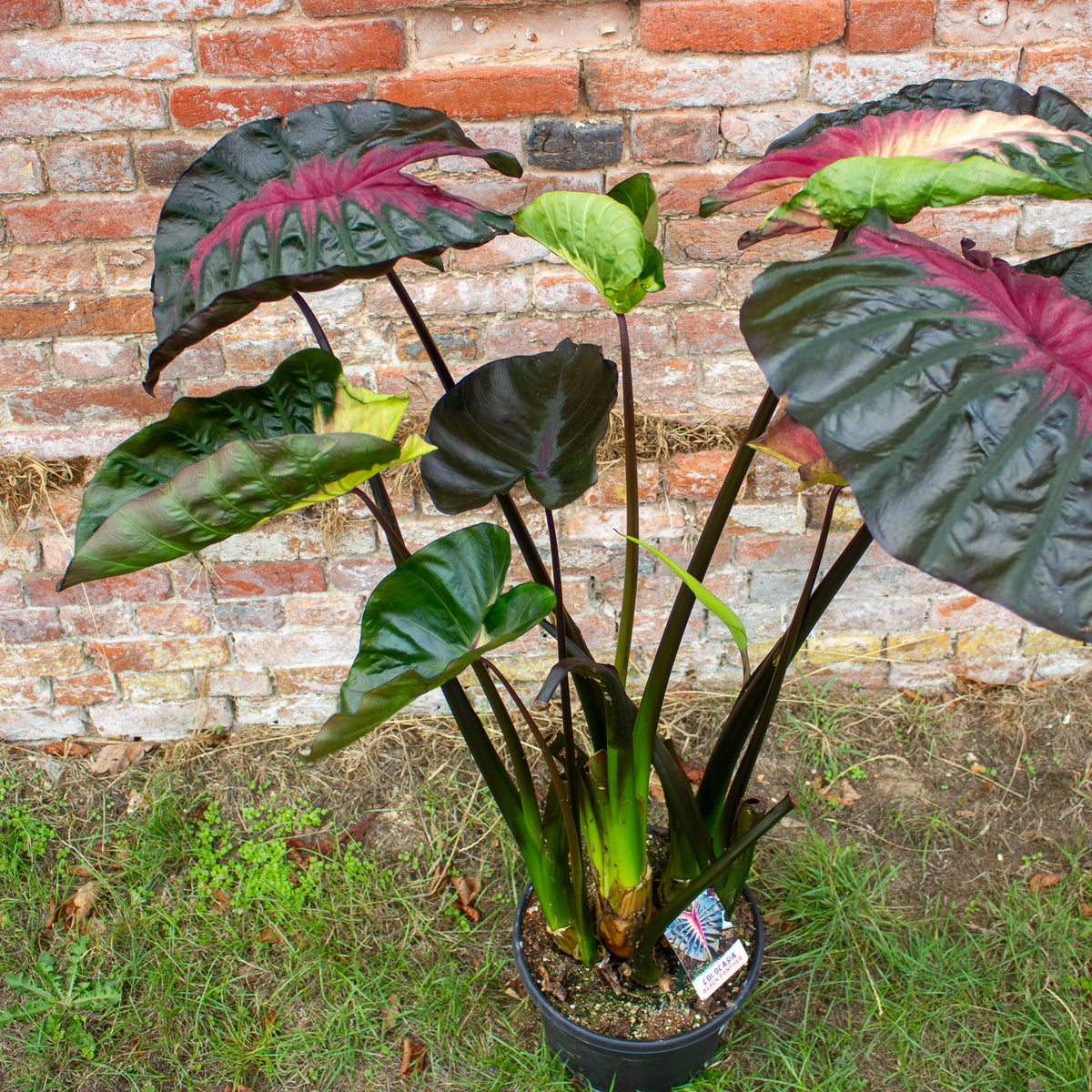 Colocasia Hybrid Black Panther 30cm H120 - 140cm