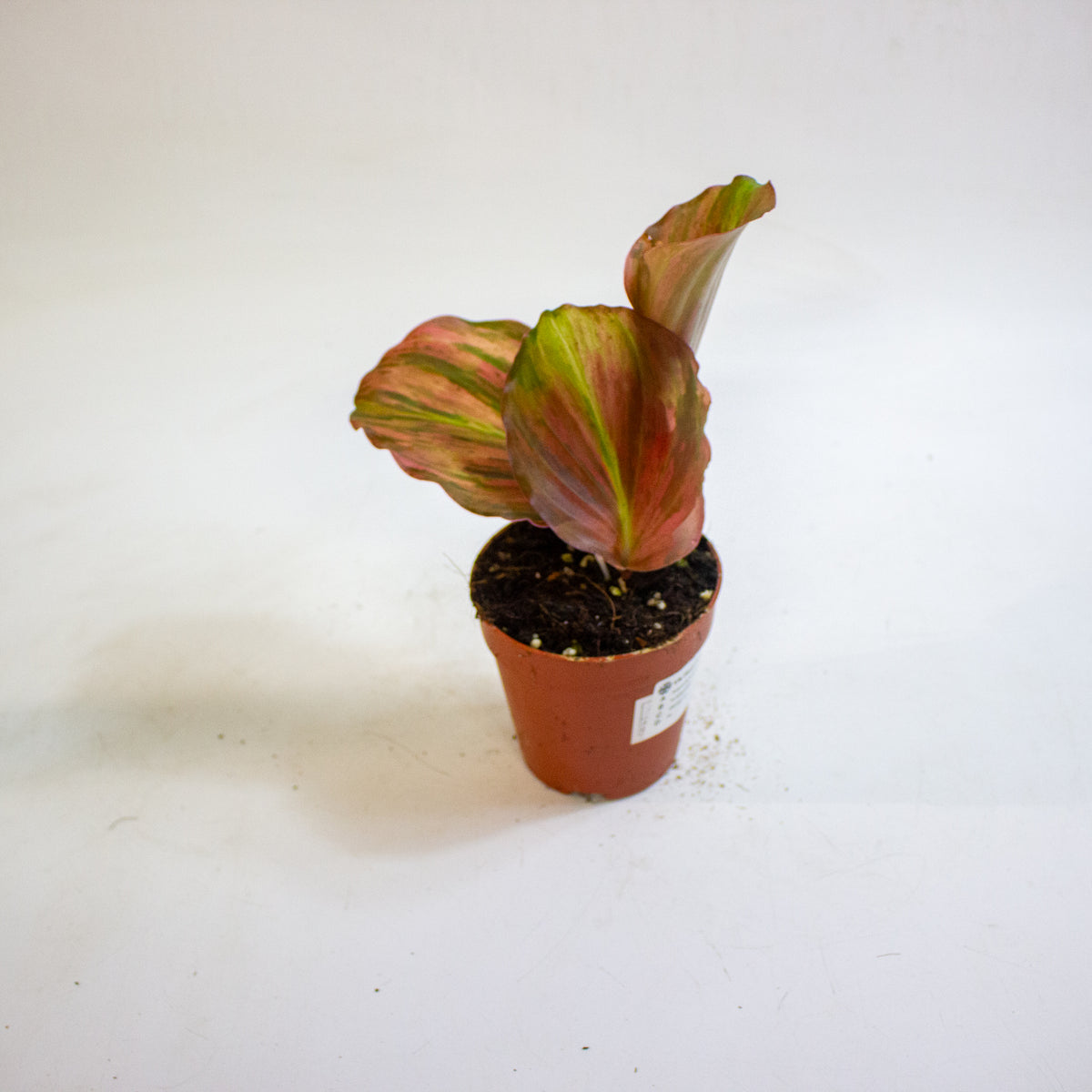 Kaempferia pulchra Variegata 9cm H20cm