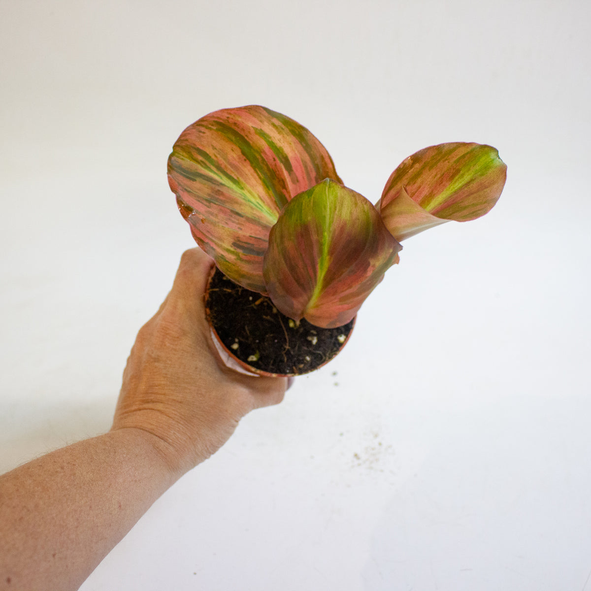 Kaempferia pulchra Variegata 9cm H20cm