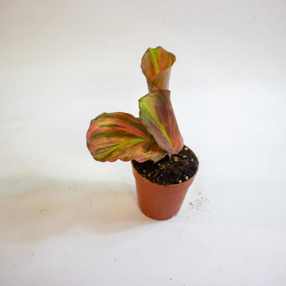 Kaempferia pulchra Variegata 9cm H20cm