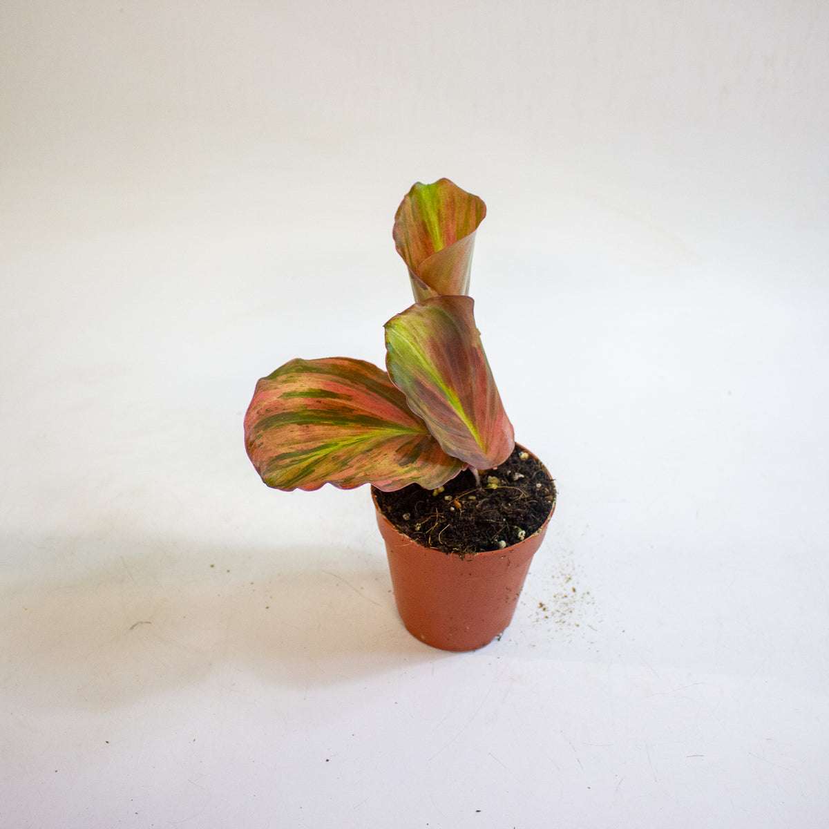 Kaempferia pulchra Variegata 9cm H20cm
