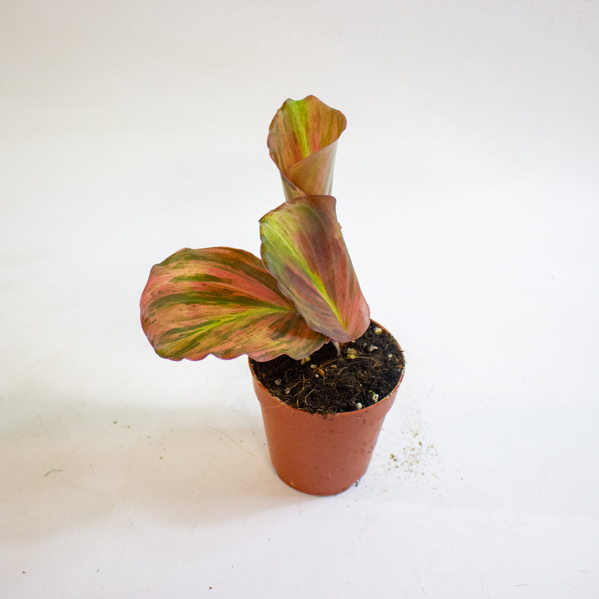 Kaempferia pulchra Variegata 9cm H20cm