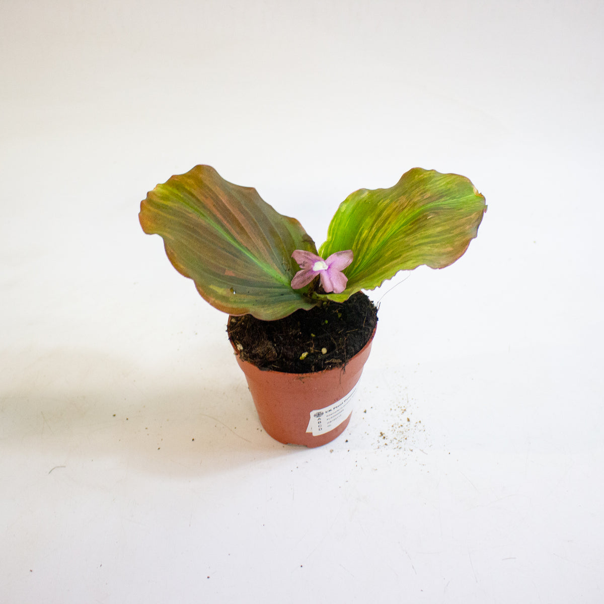 Kaempferia pulchra Variegata 9cm H20cm