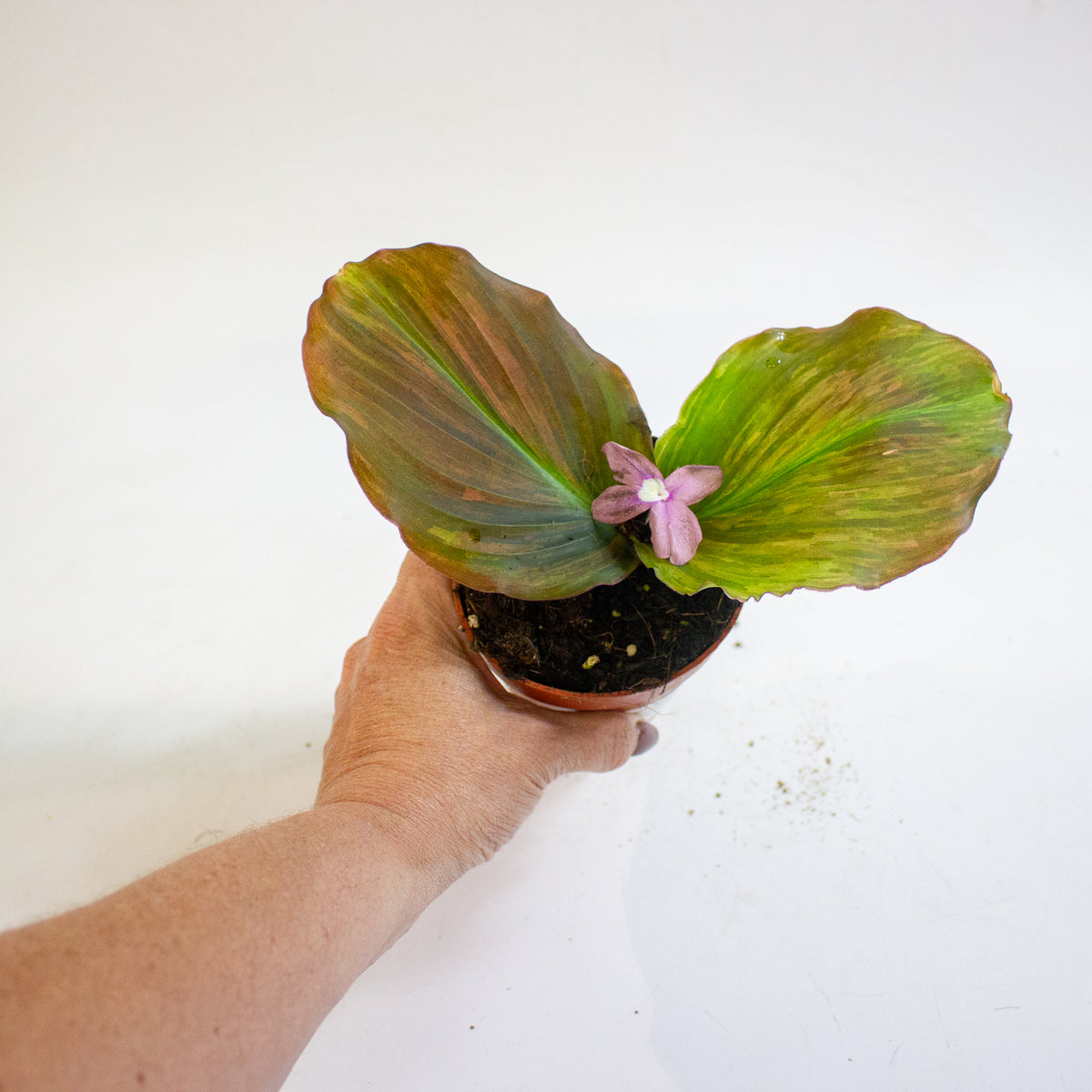 Kaempferia pulchra Variegata 9cm H20cm