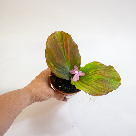 Kaempferia pulchra Variegata 9cm H20cm