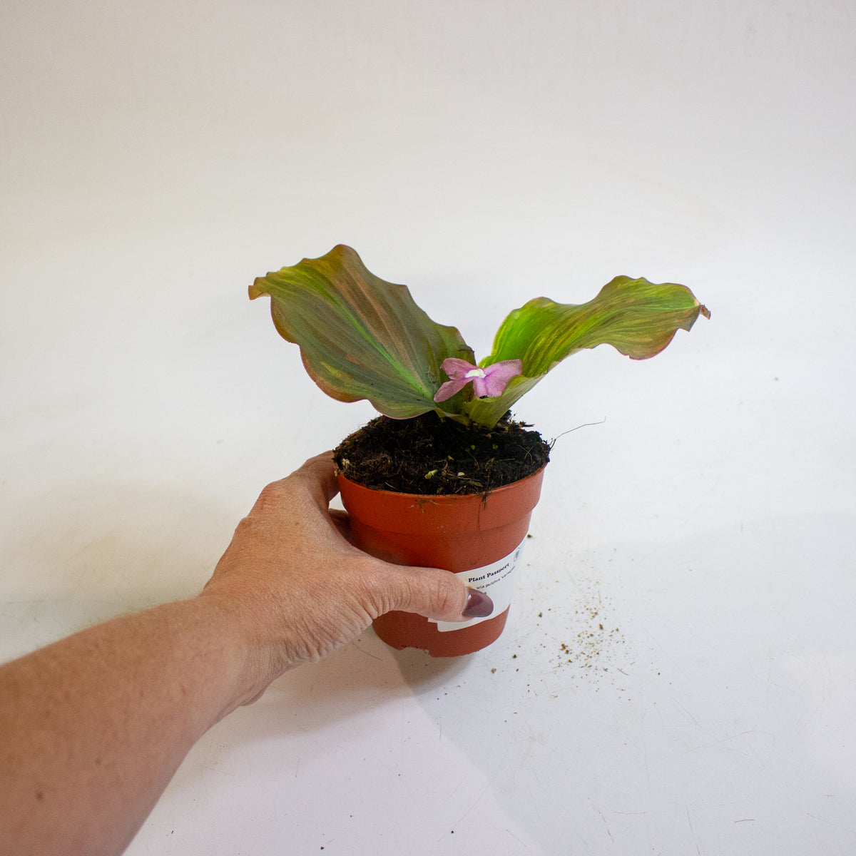Kaempferia pulchra Variegata 9cm H20cm