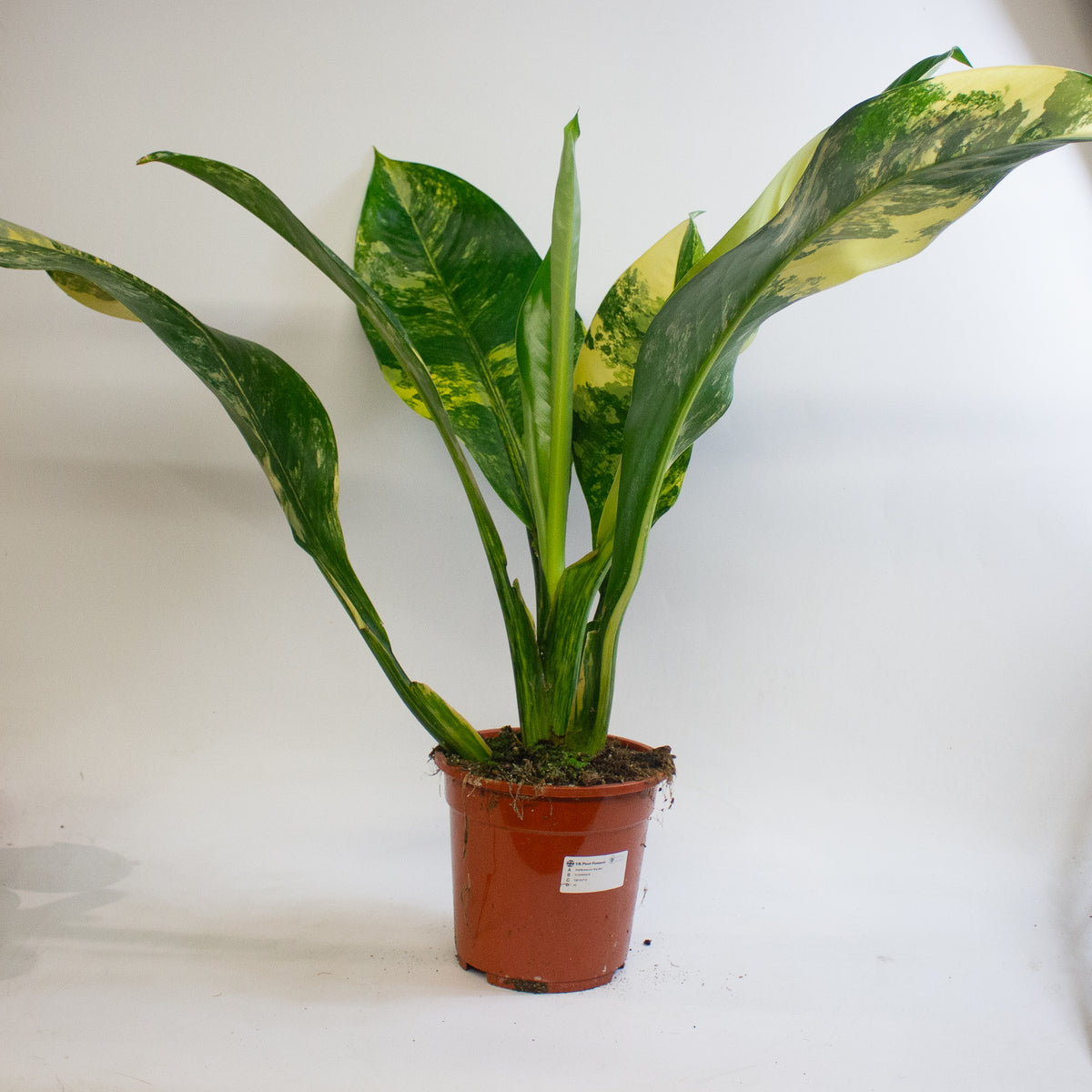 Dieffenbachia Big Ben 19cm H70 - 90cm