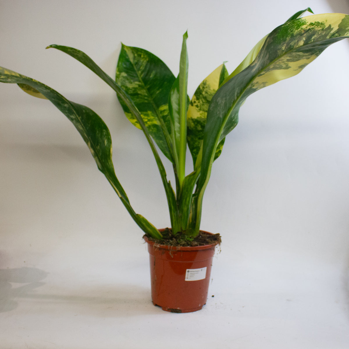 Dieffenbachia Big Ben 19cm H70 - 90cm