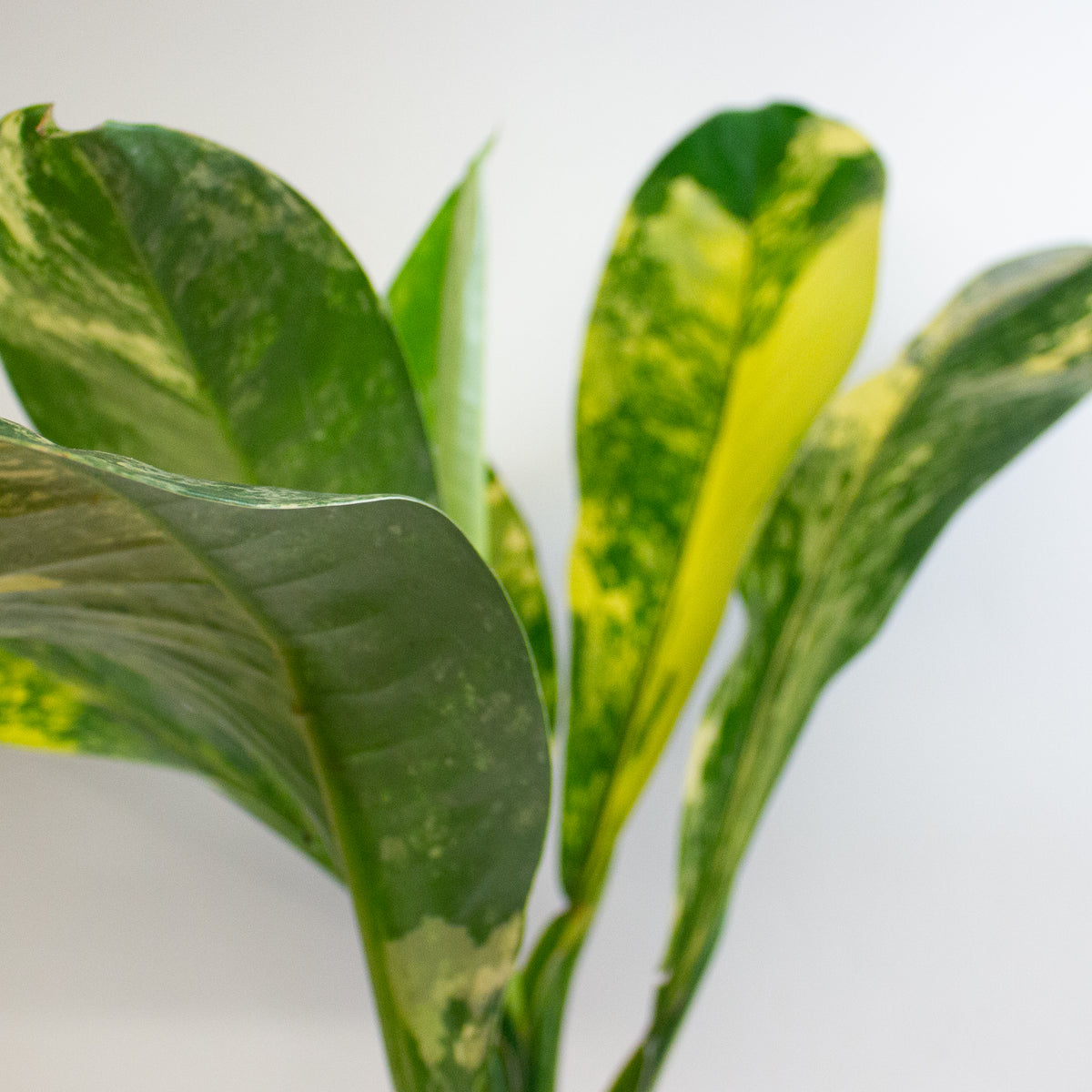 Dieffenbachia Big Ben 19cm H70 - 90cm