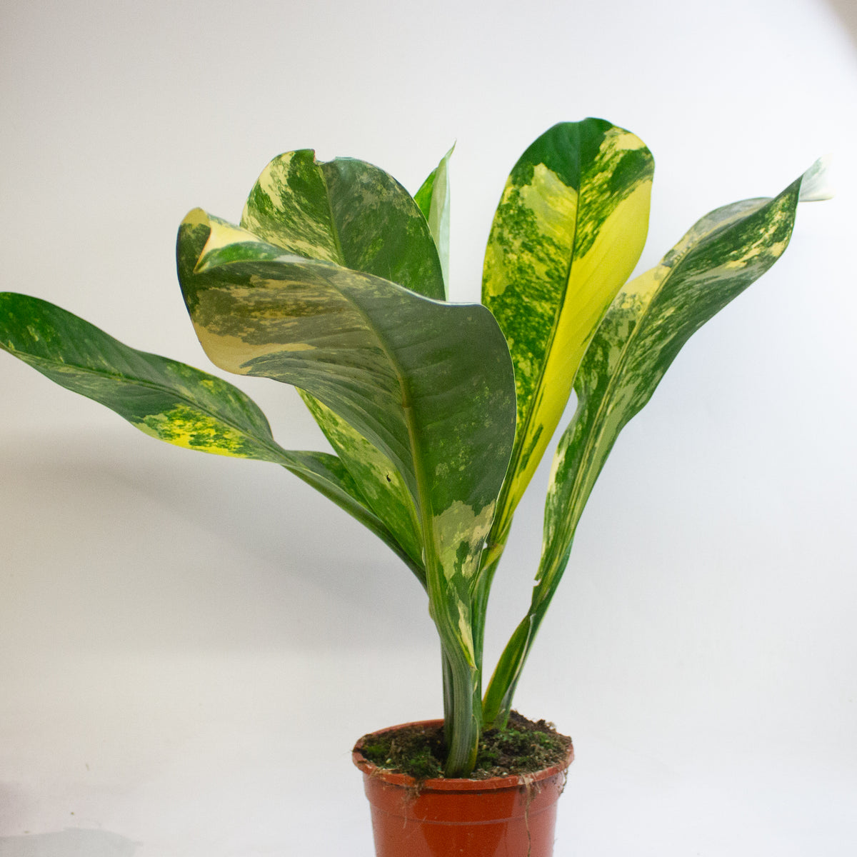 Dieffenbachia Big Ben 19cm H70 - 90cm