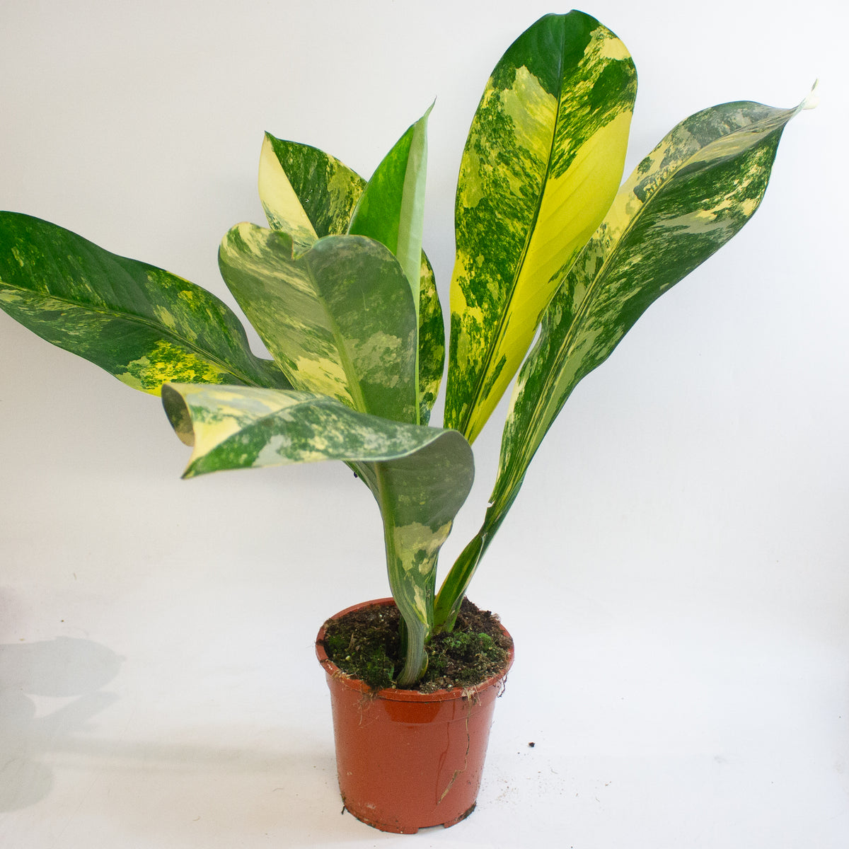 Dieffenbachia Big Ben 19cm H70 - 90cm