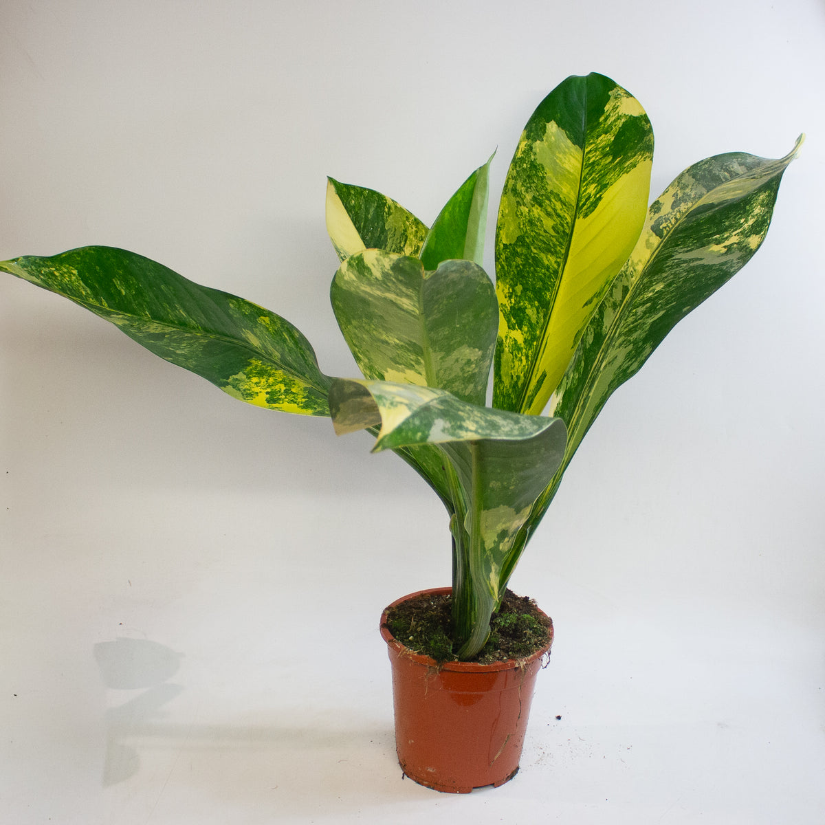 Dieffenbachia Big Ben 19cm H70 - 90cm