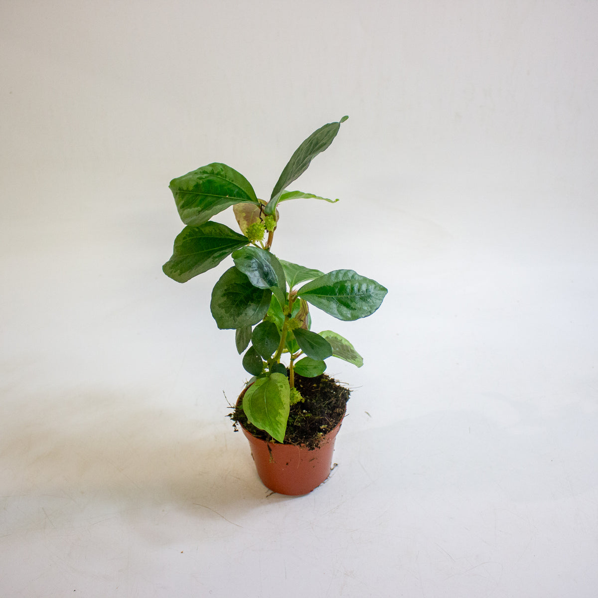 Elatostematoides vittata 8cm H12cm