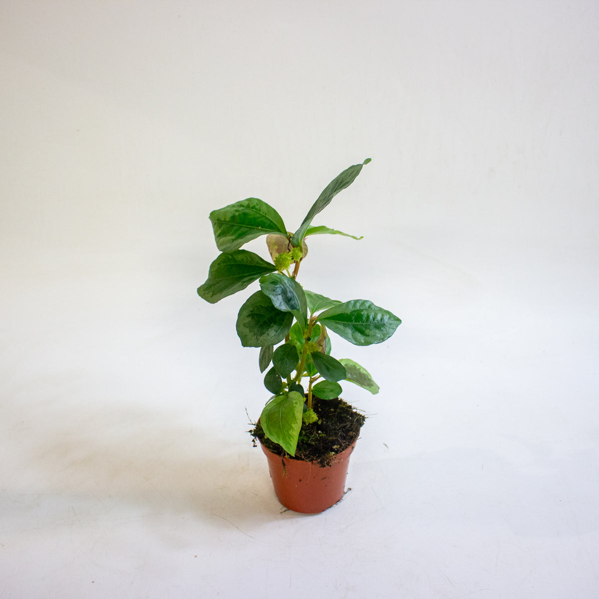 Elatostematoides vittata 8cm H12cm