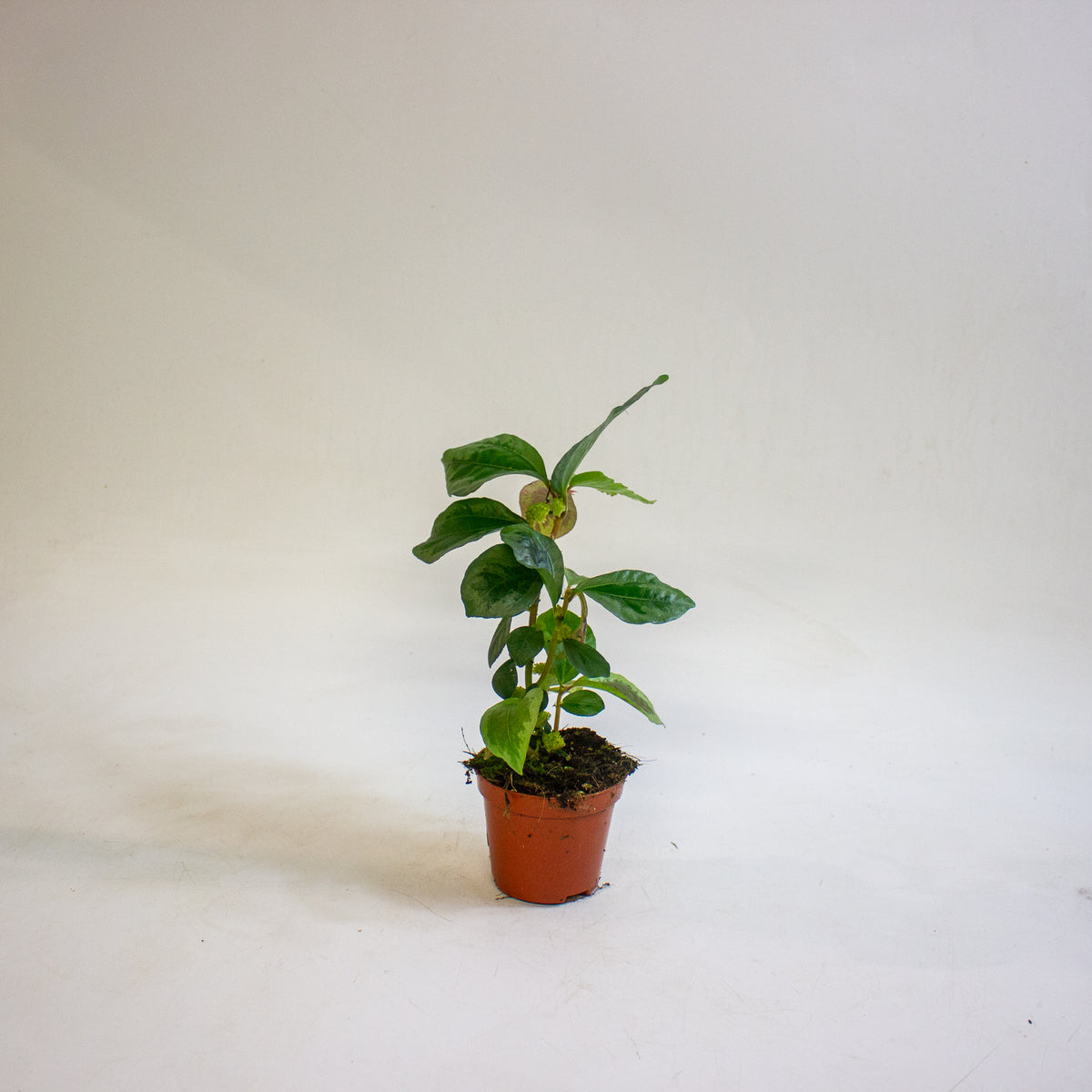 Elatostematoides vittata 8cm H12cm