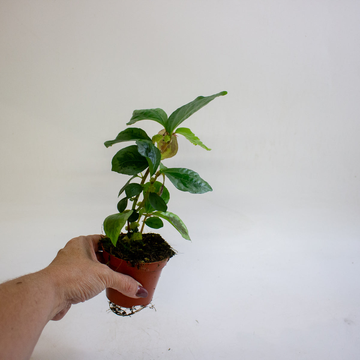 Elatostematoides vittata 8cm H12cm