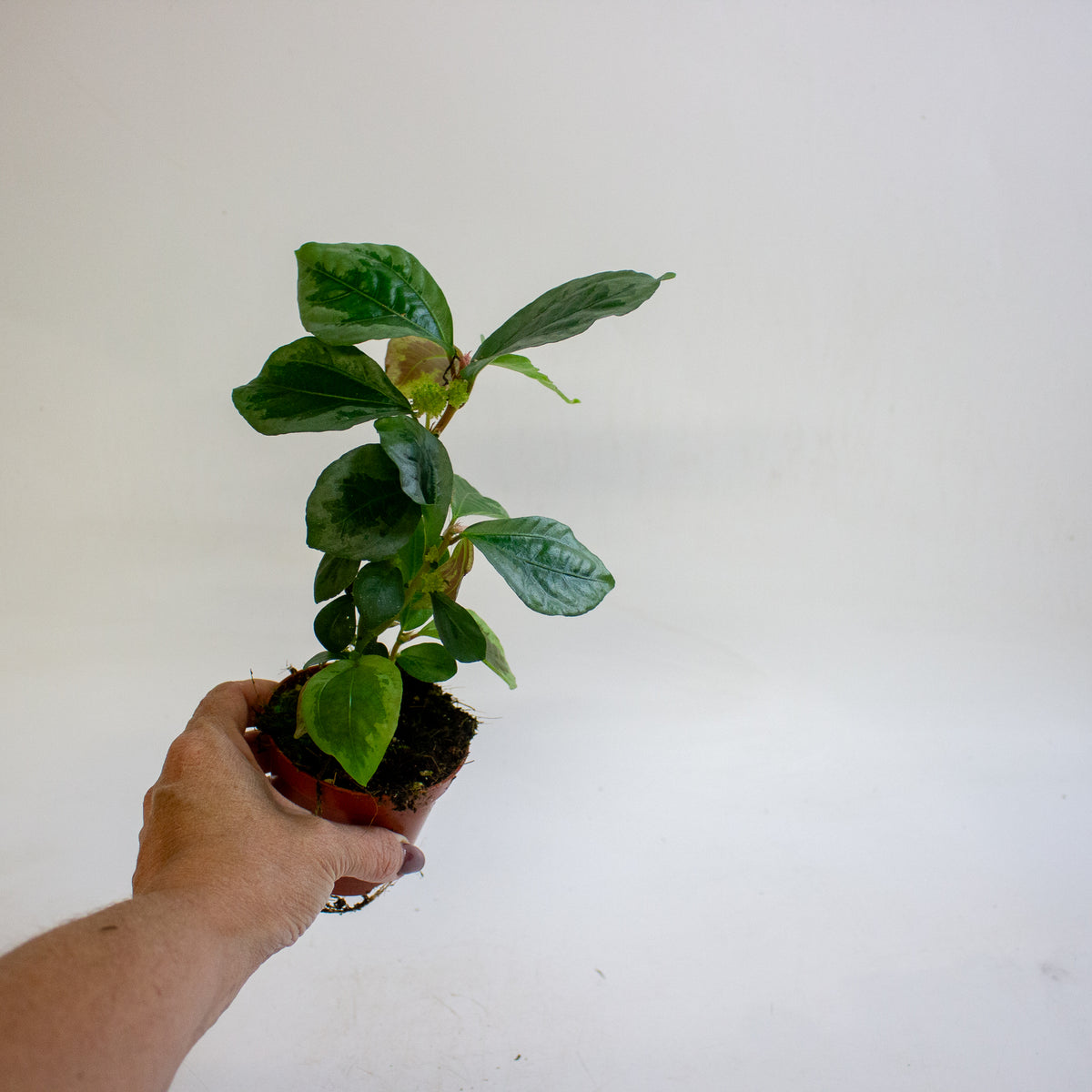 Elatostematoides vittata 8cm H12cm