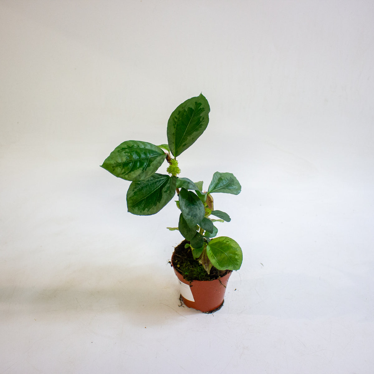 Elatostematoides vittata 8cm H12cm