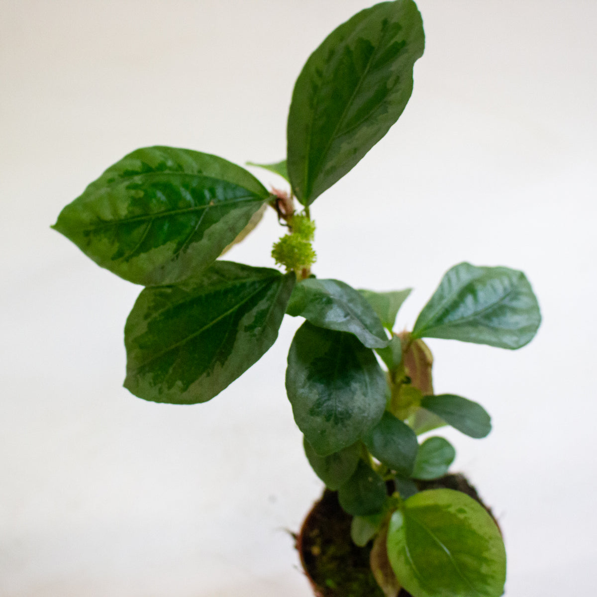 Elatostematoides vittata 8cm H12cm