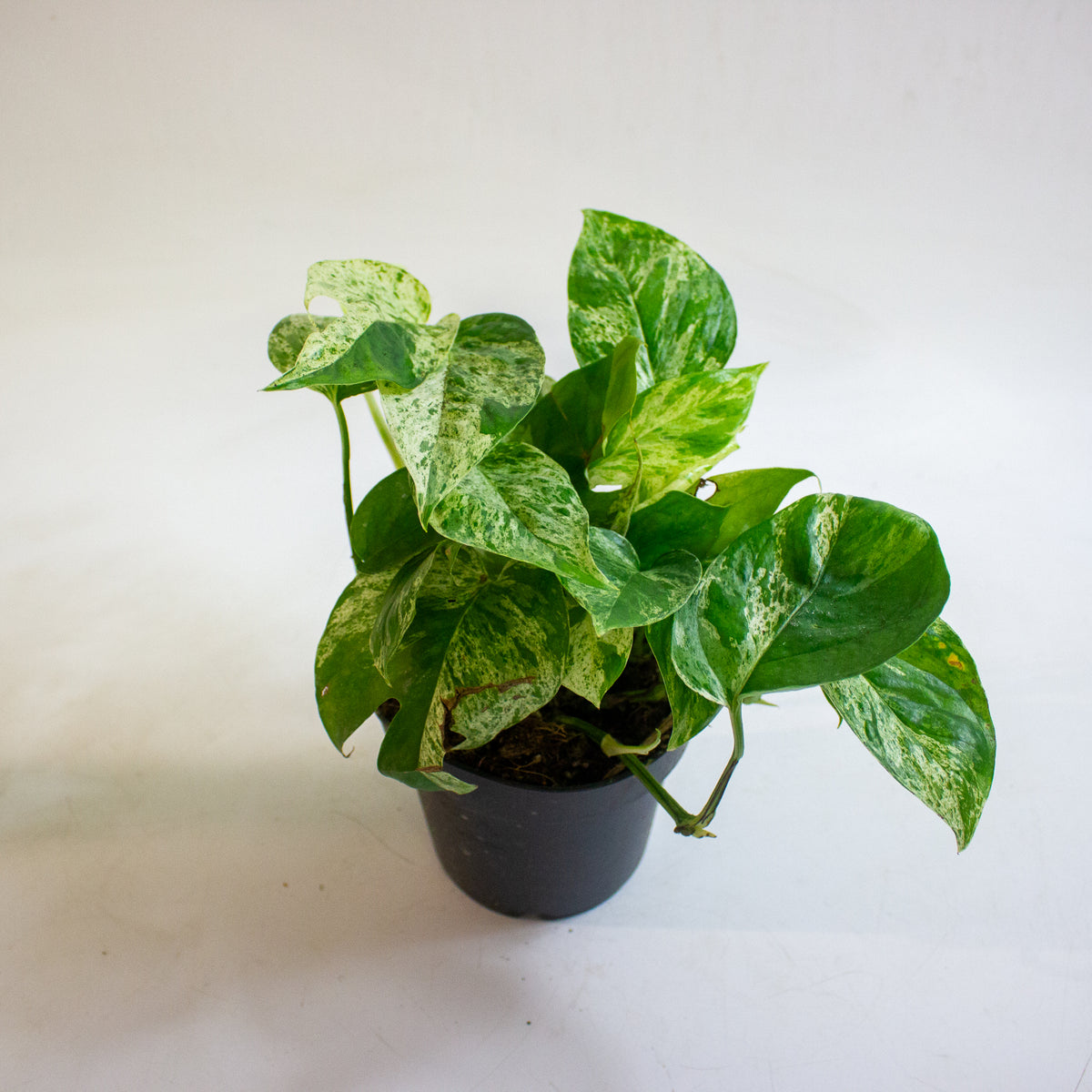 Epipremnum pinnatum Marble King 12cm H20cm