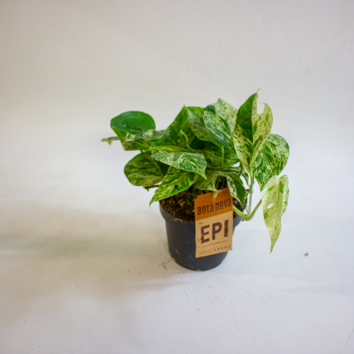 Epipremnum pinnatum Marble King 12cm H20cm