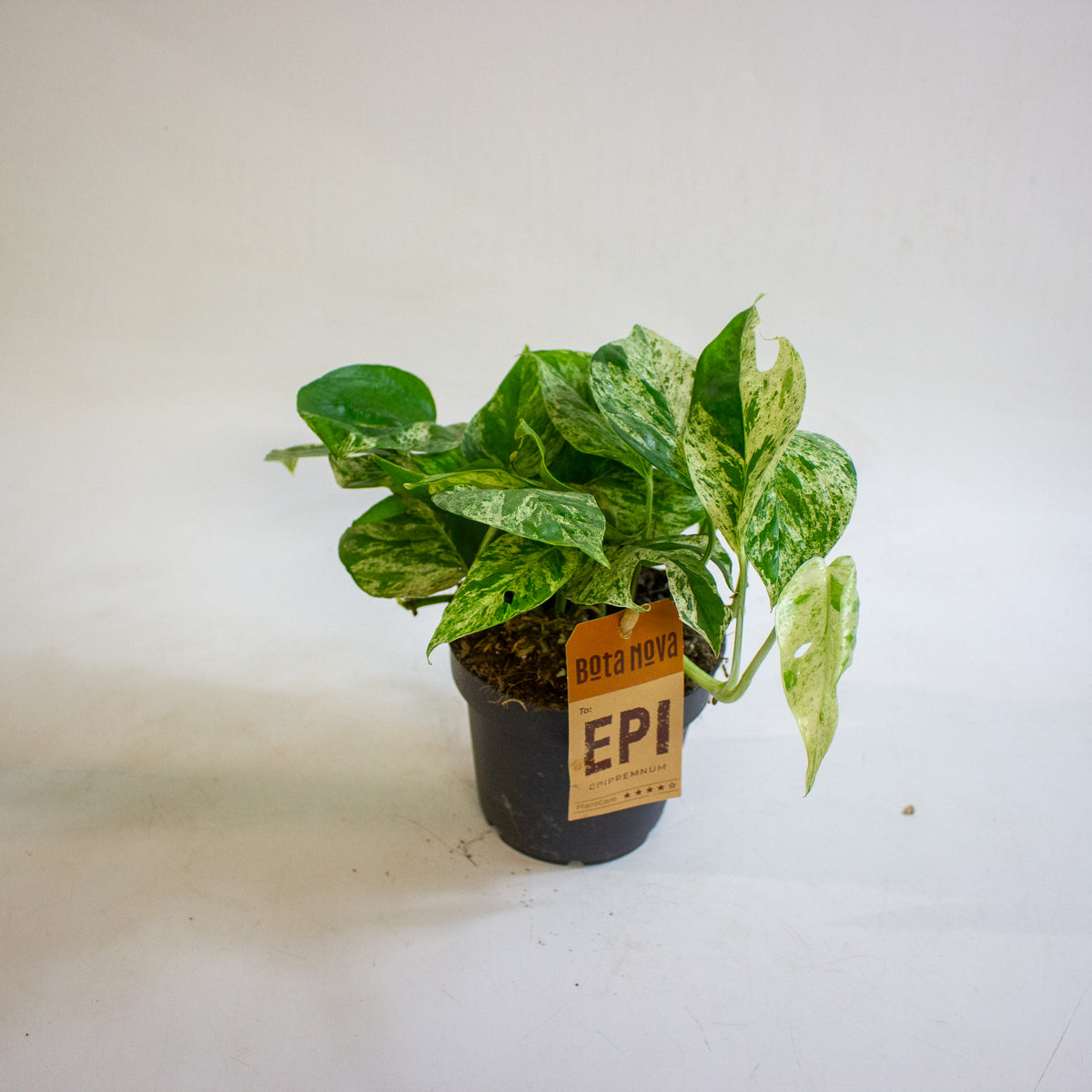 Epipremnum pinnatum Marble King 12cm H20cm