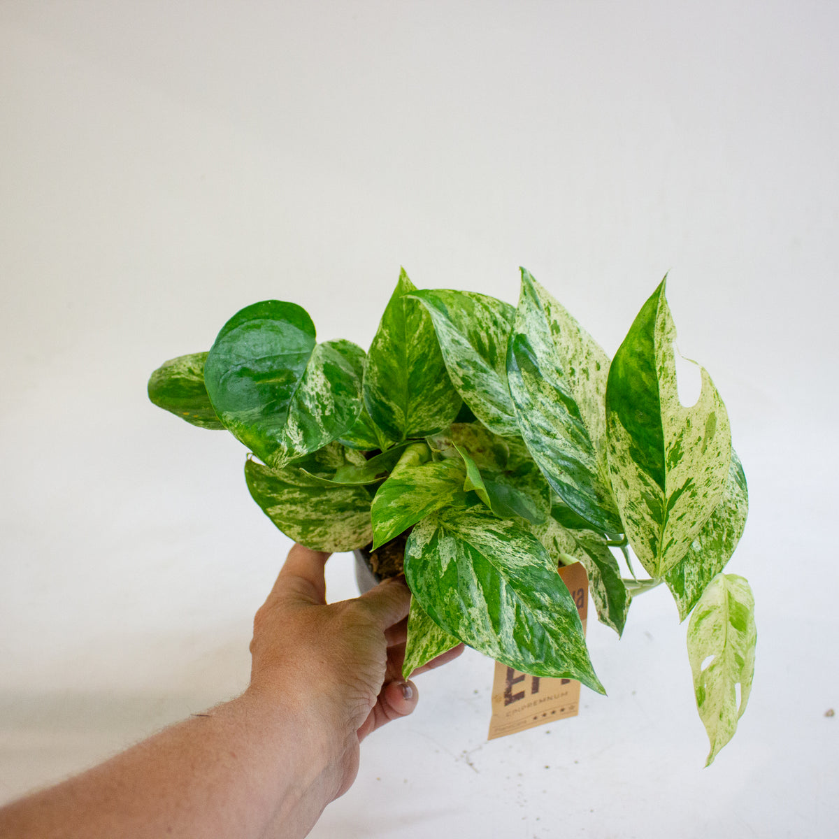 Epipremnum pinnatum Marble King 12cm H20cm