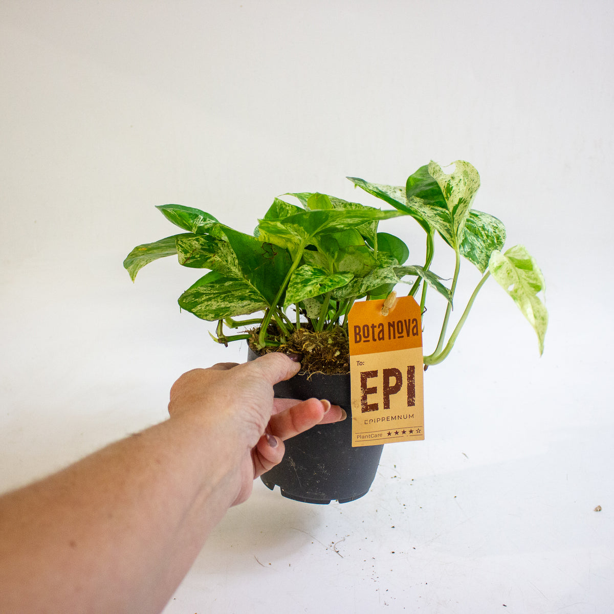 Epipremnum pinnatum Marble King 12cm H20cm